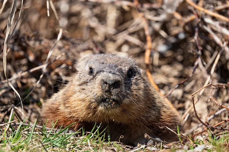 Ma nouvelle Chummy la marmotte